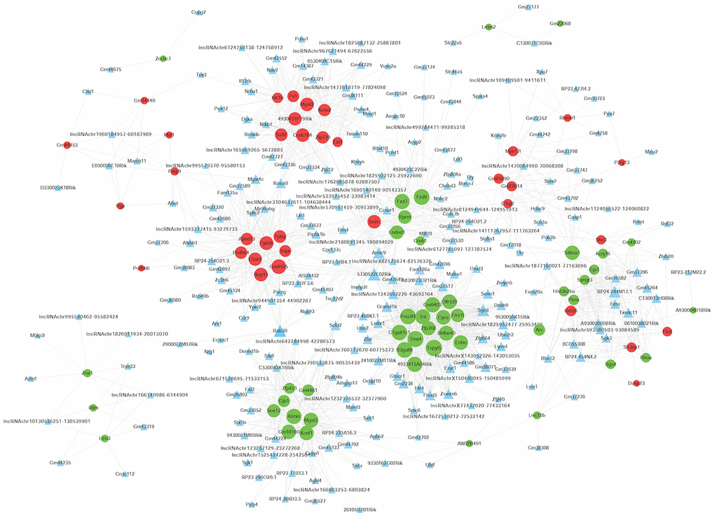 Co-expression network of differentially expressed long non-coding RNAs (LncRNAs) and differentially expressed messenger RNAs (mRNAs). The Pearson correlation coefficient between differentially expressed LncRNAs and mRNAs was calculated to construct the co-expression network, and the Pearson correlation coefficient ≥ 0.95 was selected. The circular nodes represent differentially expressed mRNAs (green: downregulated; red: upregulated). The triangular nodes represent differentially expressed LncRNAs. Connection line: co-expression between differentially expressed LncRNAs and mRNAs.