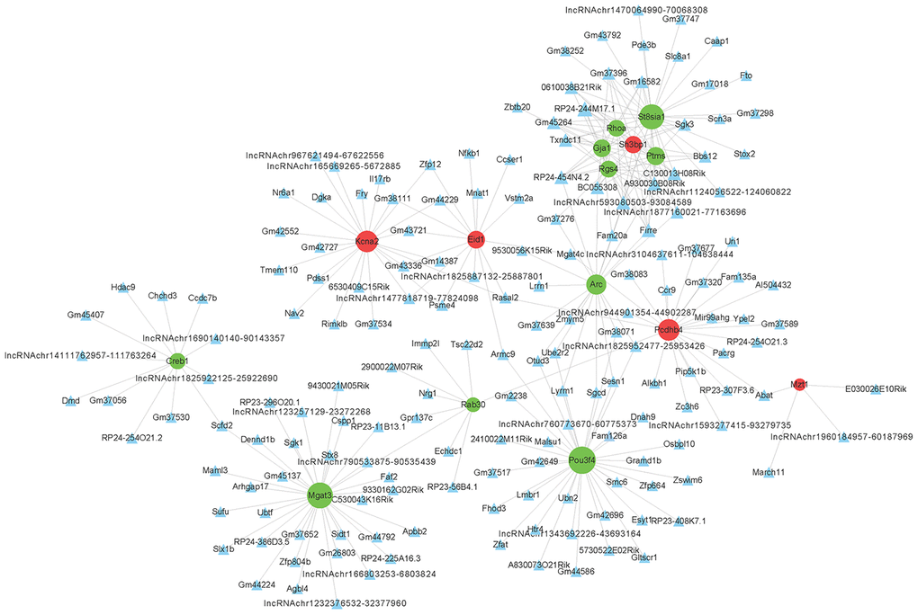 Co-expression network of differentially expressed long non-coding (LncRNAs) and messenger RNAs (mRNAs) related to Alzheimer’s disease. The construction method of the co-expression network is consistent with Figure 3.