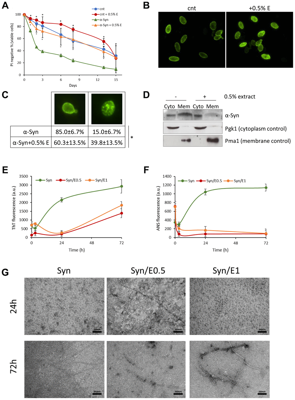 Cowpea extract reduces α-synuclein toxicity and aggregation. (A) CLS of yeast cells bearing pYX242 empty vector or pYX242-SNCA plasmid grown in SD medium containing 2% glucose in the absence or presence of 0.5% V. unguiculata extract. *pB, C) Immunofluorescence showing localization of α-synuclein in cells untreated or treated for 1 day with 0.5% V. unguiculata extract. The percentage of cells with α-synuclein localized in the cellular membrane is shown in (C). *pD) Western analysis using anti-α-synuclein antibody on cytolpasmic and membrane fractions isolated from wt [pYX242-SNCA] cells after 1-day treatment with 0.5% V. unguiculata extract. Pgk1 was used as cytoplasmic marker, Pma1 as membrane marker. (E, F) α-synuclein aggregation process followed by ThT fluorescence (E) and ANS binding (F) assays. (G) TEM pictures taken from α-synuclein aggregation mixture after 24 h and 72 h of incubation in the absence or in the presence of cowpea extract at molar ratio protein:extract 1:0.5 (E0.5) and 1:1 (E1); scale bars are shown.