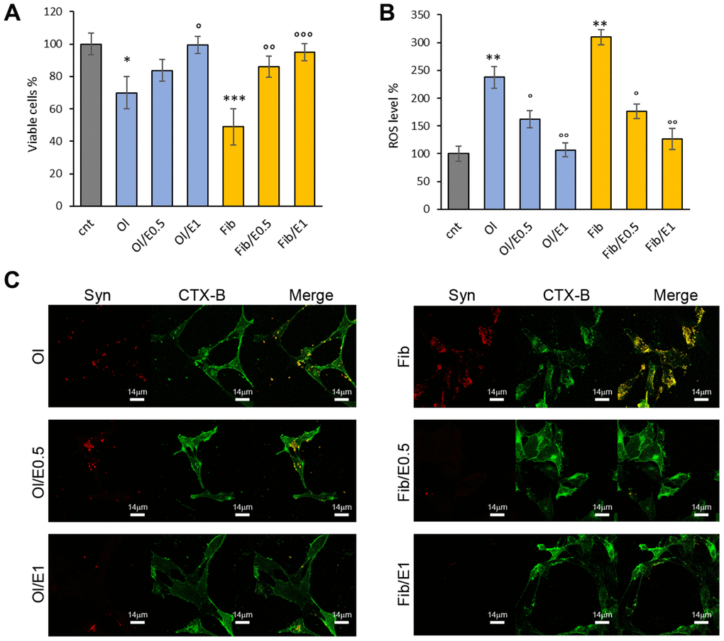 V. unguiculata extract reduces α-synuclein toxicity in neuroblastoma cells. (A, B) SH-SY5Y cells were grown for 48 h in the absence (cnt) or presence of 5 μM α-synuclein solution obtained after 24 h (oligomers, Ol) and 72 h (fibrills, Fib) of aggregation, without or with extract at molar ratio protein:extract 1:0.5 (E0.5) and 1:1 (E1). (A) Cell viability assessed by MTT assay and (B) ROS level evaluated by DCFDA fluorescence intensity assays. *pvs untreated cells. °pvs treated cells with α-synuclein aggregates oligomeric (Ol) and fibrillar (Fib) grown without extract. (C) Z-projection of SH-SY5Y cell images by α-synuclein immunostaining (red) and CTX-B plasma membrane staining (green). Scale bars are shown.