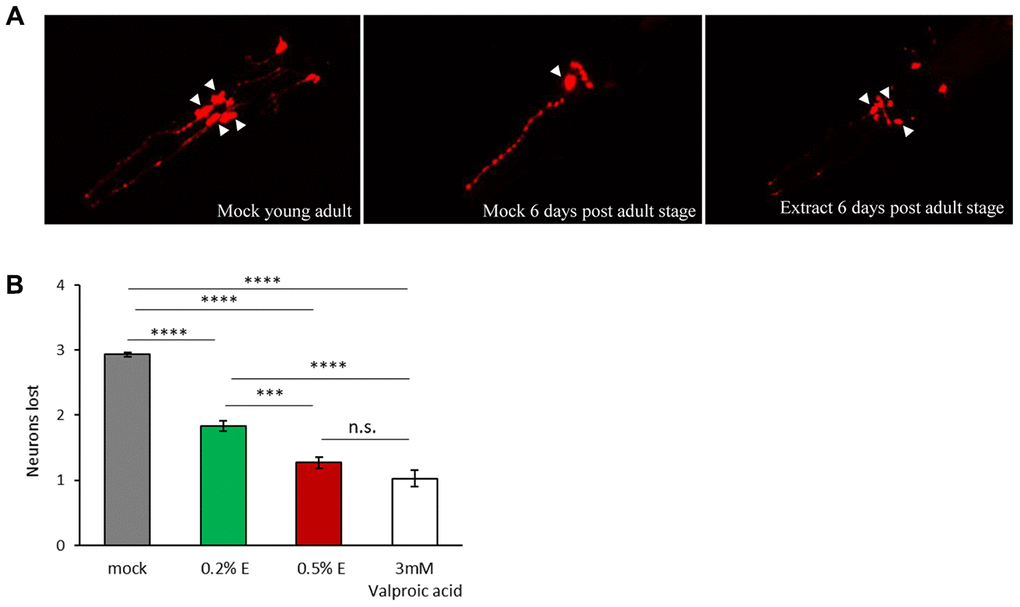 V. unguiculata extract is neuroprotective in a dose-dependent manner in a C. elegans model of α-synuclein toxicity. (A) The four CEP neurons (indicated by arrowheads), expressing DsRed and human α-synuclein, are viable and with a wild type morphology in young adult animals cultivated in mock conditions (left panel); only one neuron is visible and viable after 6 days from adult stage cultivated in mock conditions (central panel); 0.5% V. unguiculata extract partially rescued the neurodegeneration after 6 days from adult stage (right panel). Anterior is to the left. (B) Quantification of dopaminergic neuron loss in human α-synuclein expressing animals grown with 0.2% and 0.5% of V. unguiculata extract. ***p