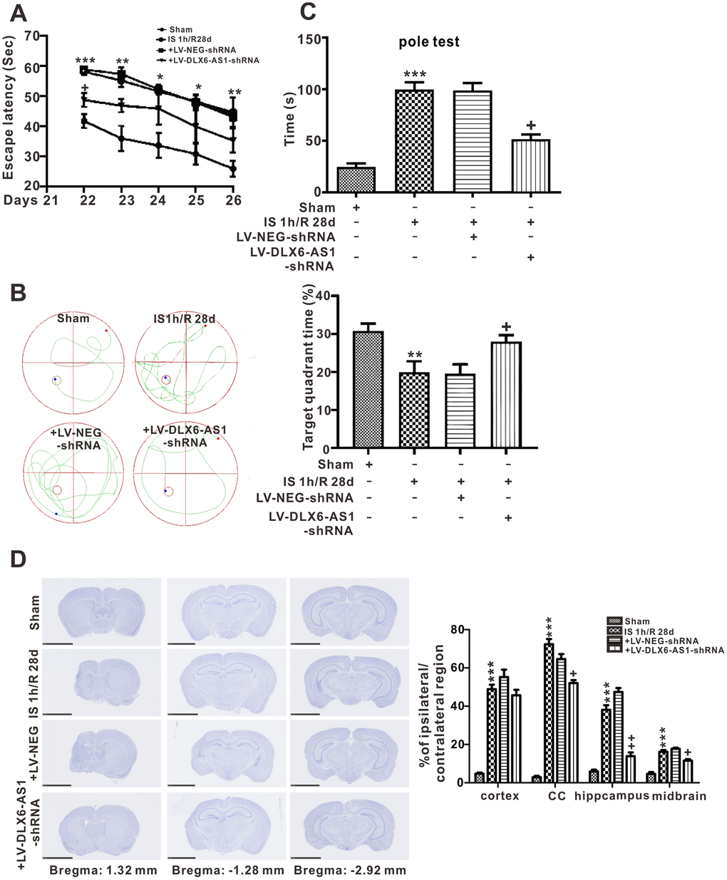 DLX6-AS1 silencing ameliorated long-term neurological dysfunction after ischemia. (A) the escape latency, (B) representative image and statistical evaluation of the Morris water maze and the target quadrant time tests (C) the pole test, (D) photomicrograph (cresyl violet stain) and statistical chart showing the regions of the cortex, corpus callosum, hippocampus, and midbrain of the brain. Values represent mean ± SEM (n = 6 in each group). *P 