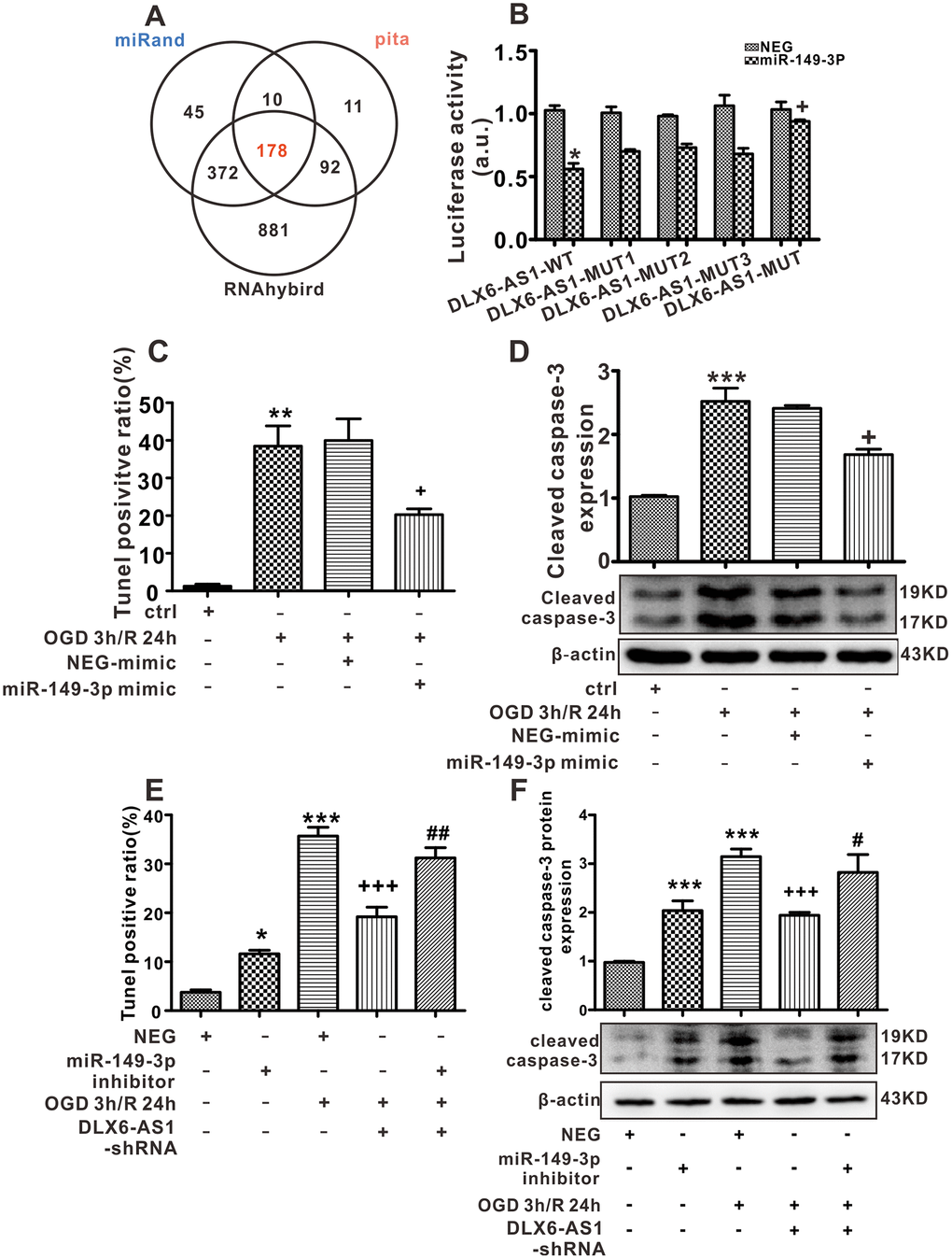 miR-149-3p may be a target of DLX6-AS1. (A) Predicted binding miRNAs of DLX6-AS1 derived from 3 databases. (B) Luciferase assay results of DLX-AS1 wild type (WT) and mutant (MUT) construct binding with mmu-miR-149-3p. (C) Effects of a miR-149-3p mimic on apoptosis induced by OGD/R, as detected by TUNEL staining. (D) Effects of a miR-149-3p mimic on caspase-3 expression induced by OGD/R in N2a cells detected by western blotting. (E) Effects of a miR-149-3p inhibitor on apoptosis induced by OGD/R, as detected by TUNEL staining. (F) Effects of a miR-149-3p inhibitor on caspase-3 expression induced by OGD/R in N2a cells detected by western blotting. Values represent the mean ± SEM (n = 3 in each group). *P +P +++P #P ##P 