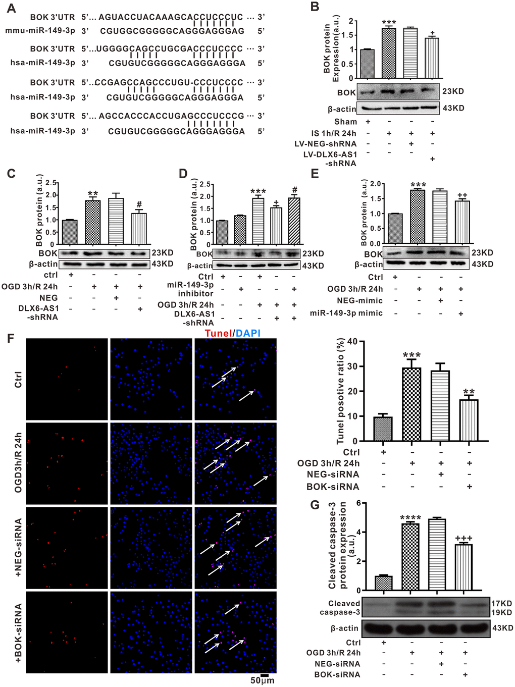 BOK may be a target of miR-149-3p. (A) The predicted binding sites of miR-149-3p and BOK by TargetScanVert. (B) BOK expression in the brain I/R model treated by LV-DLX6-AS1. (C–E) BOK protein expression following treatment with a DLX6-AS1 shRNA, miR-149-3p mimic or miR-149-3p inhibitor in N2a cells. (F) Representative images and statistics of TUNEL staining of N2a cells used to confirm apoptotic changes (100X). (G) Cleaved caspase-3 protein levels measured by western blotting. Values represent mean ± SEM (n = 3 in each group). **P +P ++P +++P #P 