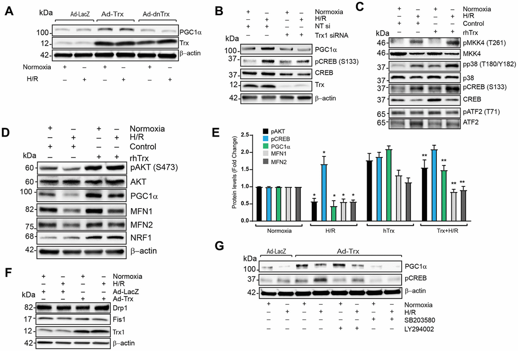 Trx regulates expression of PGC1α via PI3K-AKT-CREB axis in cardiomyocytes. (A). Western blot analysis of PGC1α, Trx and β-actin in lysate from Ad-LacZ, Ad-Trx and Ad-dnTrx infected and H/R (24/2h) exposed HCAECs. (B). Western blot analysis of PGC1α, pCREB (S133), CREB, Trx and b-actin in lysates from NT or Trx siRNA transfected and H/R (24/2h) exposed HCAECs. (C and D). Western blot analysis of pMKK4 (T261), MKK4, pp38 (T180/Y182), p38, pCREB (S133), CREB, pATF2 (T71), ATF2, pAKT (S473), AKT, PGC1α, MFN1, MFN2, NRF1 and β-actin in lysates from rhTrx pretreated and H/R (24/2h) exposed H9C2 cells. (E). Levels of protein in H9C2 cells were quantified and expressed as fold change. *p F). Western blot analysis of Drp1, Fis1, Trx and β-actin in lysate from Ad-LacZ and Ad-Trx infected and H/R (24/2h) exposed H9C2 cells. (G). Western blot analysis of PGC1a, pCREB (S133) and β-actin in lysates from p38 inhibitor, SB203580 (2.5 μM) and PI3 kinase inhibitor, LY294002 (5.0 μM) pretreated and H/R (24/2h) exposed H9C2 cells. Statistical significance was determined with the Student’s t test.