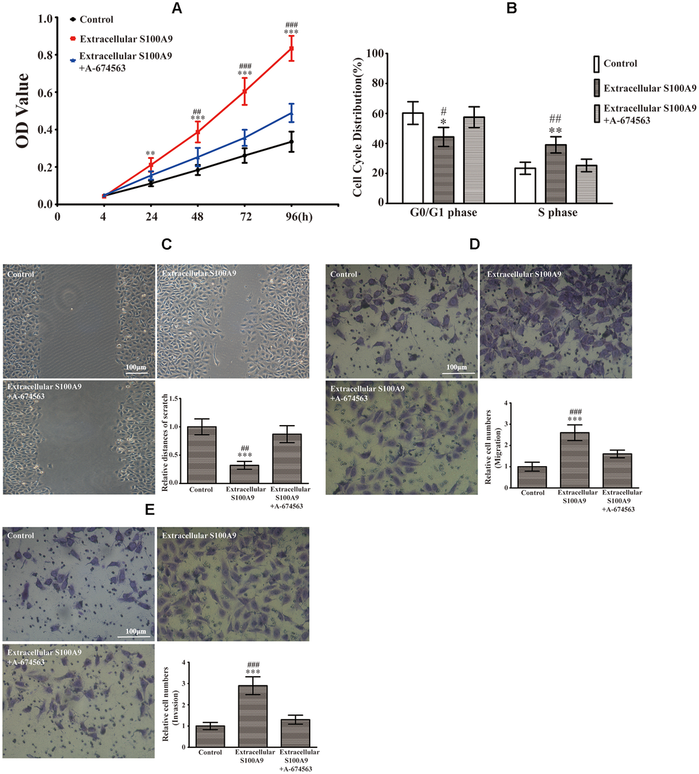 Extracellular S100A9 participated in proliferation, migration and invasion of PA through activation of AKT1. (A) The HP75 cells were divided into control group, recombinant S100A9 protein group and recombinant S100A9 protein+ A-674563 group. CCK-8 showed that the recombinant S100A9 protein accelerated proliferation at 24, 48, 72 and 96h. However, the recombinant S100A9 protein-mediated promotion of proliferation was partially reversed by the addition of an AKT1 inhibitor(A-674563). (B) Flow cytometry indicated that the recombinant S100A9 protein decreased the G0/G1 phase proportion and increased the S phase ratio, but these effects could be counteracted by A-674563. (C, D) The cell migration was analyzed by a wound-healing assay and a transwell insert system after treatment with the recombinant S100A9 protein alone or combined with A-674563. (E) The transwell assay also demonstrated that the recombinant S100A9 protein improved invasion of HP75 cells, but the function could be neutralized by A-674563. (n=5. *P**P***Pvs. Control group. #P##P###Pvs. Recombinant S100A9 protein+ A-674563 group).