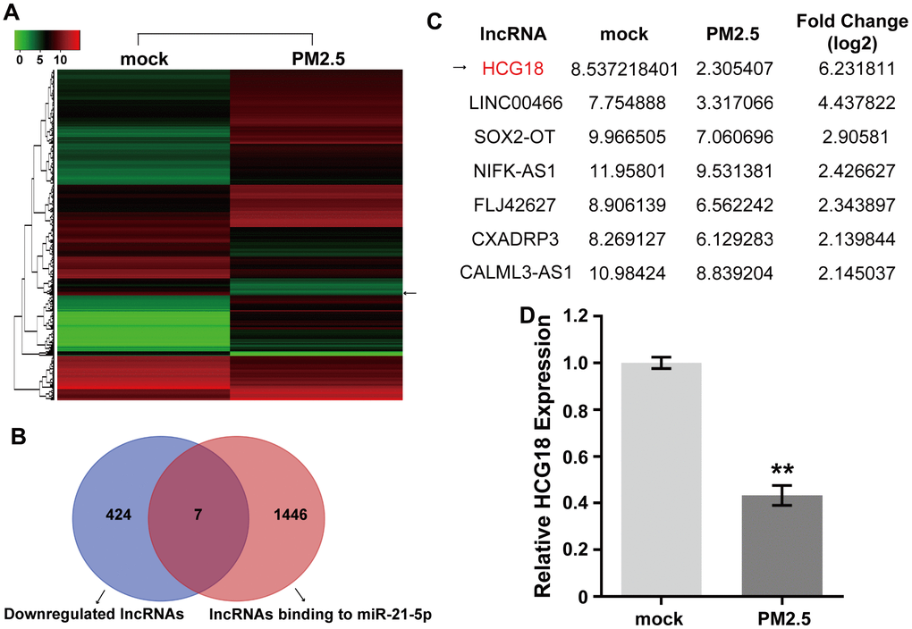 PM2.5 inhibits the expression of HCG18 in HUVECs. (A) The differentially expressed lncRNAs between PM2.5-treated and untreated HUVECs were detected using lncRNA microarray. (B) Venn diagram shows the overlap between down-regulated lncRNAs in PM2.5-treated HUVECs and predicted lncRNAs binding to miR-21-5p. (C) HCG18 was the most down-regulated lncRNA among the 7 PM2.5-regulated lncRNAs. (D) The difference of HCG18 level between PM2.5-treated and untreated HUVECs was confirmed by qRT-PCR. **, P