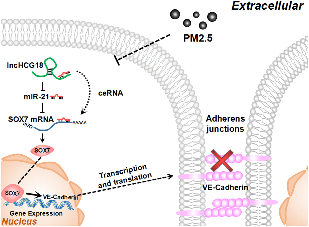 PM2.5 increased permeability of HUVECs through HCG18/miR-21-5p/SOX7/VE-cadherin signaling.