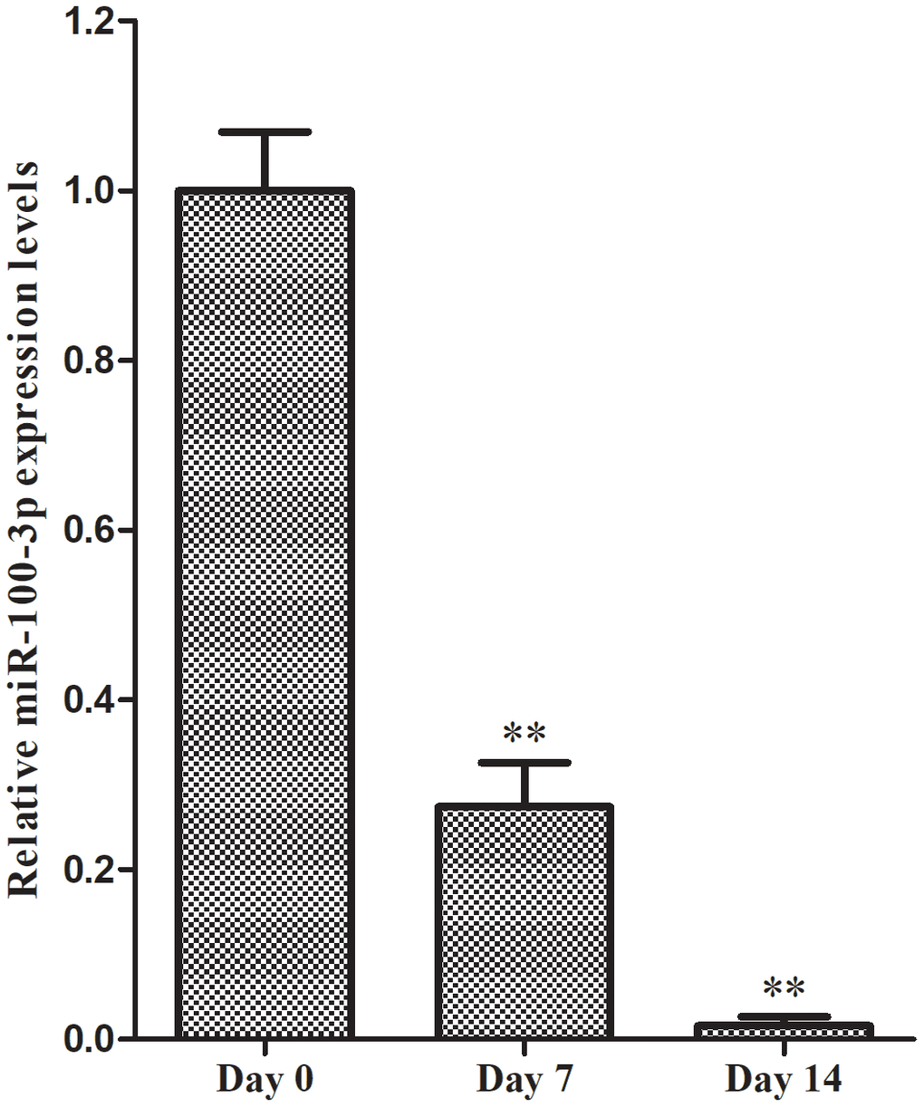 qRT-PCR was used to monitor miR-100-3p expression during adipogenesis. Data are means ± SD (X±SD, n=3). **P