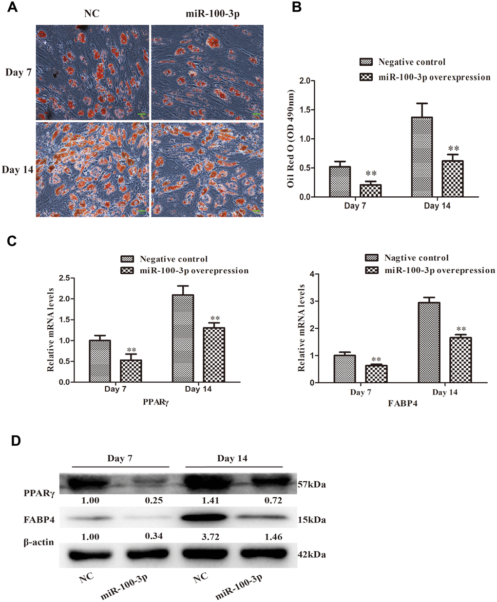 miR-100-3p overexpression impairs hMSC adipogenesis. (A) Oil Red O staining was used to assess hMSCs over the course of adipogenesis (20×); scale bar, 20μm. (B) Quantification of the Oil Red O staining results from these cells. (C) qRT-PCR was used to assess PPARγ and FABP4 expression. (D) Western blotting was used to assess PPARγ and FABP4 protein levels. Data are means ± SD (n=3). **P