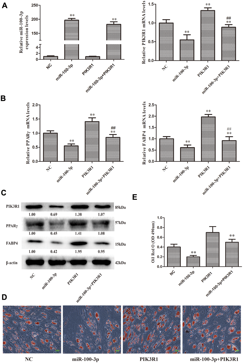 PIK3R1 overexpression was sufficient to reverse miR-100-3p-mediated suppression of hMSC adipogenesis. (A, B) miR-100-3p, PIK3R, PPARγ, and FABP4 mRNA levels in these cells were assessed. (C) Western blotting was used to assess PIK3R1, PPARγ, and FABP4 protein levels. (D) Lipid droplets were detected in these cells via Oil Red O staining; scale bar, 20 μm. (E) Oil Red O staining intensity differed significantly among study groups. Data were collected on day 7 post-adipogenic induction. Data are means ± SD (X ± SD, n=3). **P##P