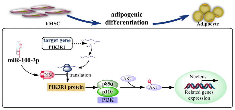 A proposed model whereby miR-100-3p inhibits hMSC adipogenesis via targeting PIK3R via the PI3K/AKT signaling pathway.