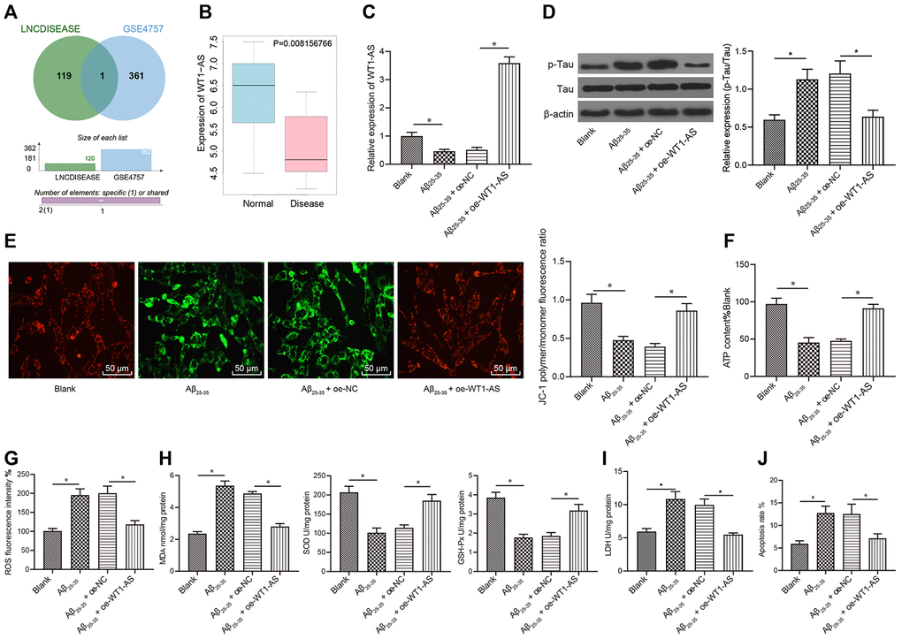 WT1-AS inhibited OSI and apoptosis of SH-SY5Y cells treated with Aβ25-35 (A) The two circles in the figure represent the differential expression of lncRNAs in GSE4757 and lncRNAs related to AD obtained from the LINCDISEASE database, respectively, and the middle part represents the intersection of the two datasets. (B) WT1-AS expression in GSE4757; abscissa, sample type; ordinate, gene expression; blue box, normal sample; and red box, tumor sample. (C) The expression of WT1-AS measured by qRT-PCR. (D) The expression of p-Tau and total Tau detected by western blot. (E) Detection of mitochondrial membrane potential by JC-1 staining (200x). (F) Detection of ATP content. (G) Detection of ROS content. (H) Detection of MDA content, SOD and GSH-Px activities. (I) Detection of LDH activity. (J) Detection of apoptosis by flow cytometry. *P