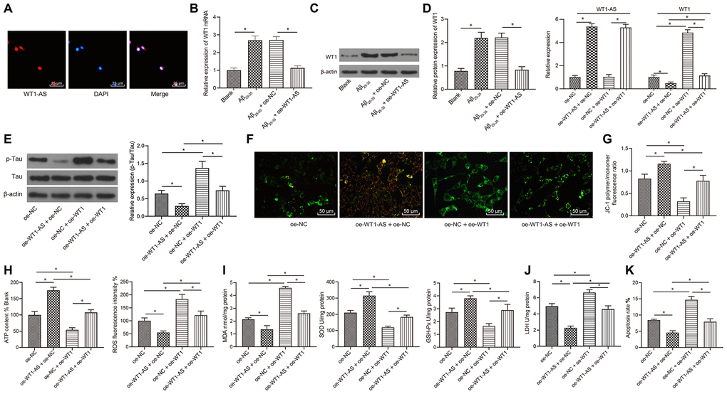 LncRNA WT1-AS inhibited OSI and apoptosis by inhibiting the expression of WT1. (A) Subcellular localization of WT1-AS in SH-SY5Y cells determined by FISH (400x). (B) The expression of WT1 measured by qRT-PCR. (C) The expression of WT1 detected by WB. (D) The expression of WT1-AS and WT1 measured by qRT-PCR. (E) The expression of p-Tau and total Tau detected by western blot. (F) Detection of mitochondrial membrane potential by JC-1 staining (200x). (G) Detection of ATP content. (H) Detection of ROS content. (I) Detection of MDA content, SOD and GSH-Px activities. (J) Detection of LDH activity. (K) Detection of apoptosis by flow cytometry. *P