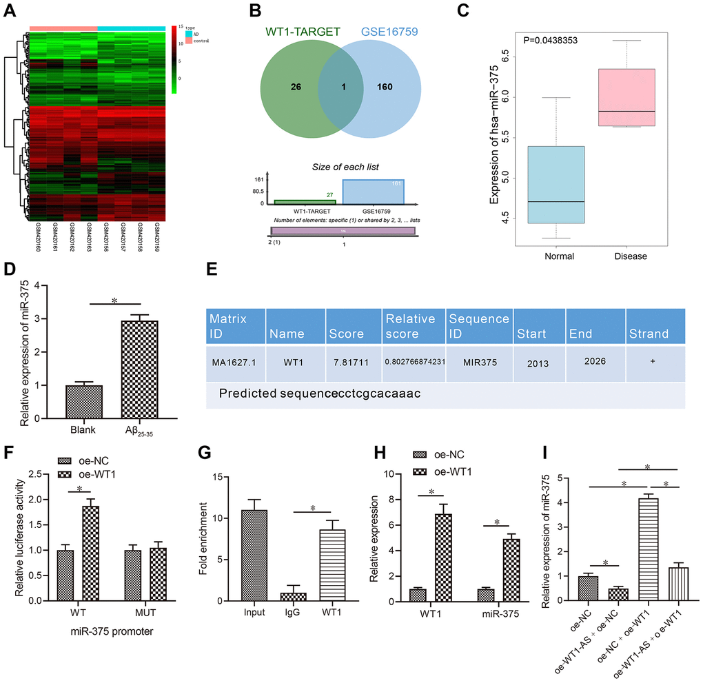 LncRNA WT1-AS inhibited miR-375 expression by regulating the transcription factor WT1. (A) Differential miRNA expression heatmap of GSE16759; abscissa, sample number; ordinate, miRNA name; and left tree, miRNA expression level clustering. Each small square in the figure represents the expression of one miRNA in a sample, and the histogram at the top right is the color scale. (B) Prediction of regulatory miRNAs downstream of WT1. The middle part indicates the intersection of predicted WT1 target miRNAs and differentially expressed miRNAs in GSE16759. (C) The differential expression of miR-375 in GSE16759. (D) The expression of miR-375 in Aβ25-35treated SH-SY5Y cells detected by qRT-PCR. (E) Prediction of WT1 binding site in the miR-375 promoter region by combining NCBI (https://www.ncbi.nlm.nih.gov/) and JASPAR (http://jaspar.genereg.net/). (F) After mutation of WT1 in the promoter region of miR-375, dual luciferase reporter assay was used to detect WT1 targeted binding to the promoter region of miR-375 in HEK-293T cells. (G) Detection of WT1 targeted binding to the promoter region of miR-375 by ChIP assay. (H–I) The expression of miR-375 detected by qRT-PCR. *P