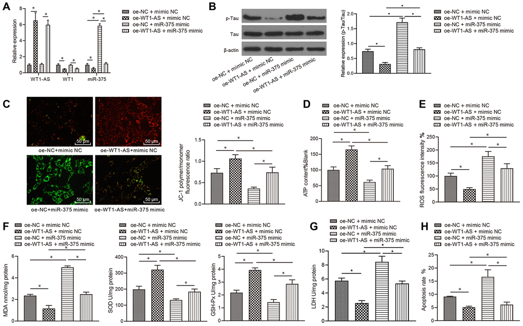 LncRNA WT1-AS/WT1 inhibited OSI and apoptosis by inhibiting miR-375 expression. (A) The expression of WT1-AS, WT1 and miR-375 detected by qRT-PCR. (B) The expression of p-Tau and total Tau detected by western blot. (C) Detection of mitochondrial membrane potential by JC-1 staining. (D) Detection of ATP content. (E) Detection of ROS content. (F) Detection of MDA content, SOD and GSH-Px activities. (G) Detection of LDH activity. (H) Detection of apoptosis by flow cytometry. *P