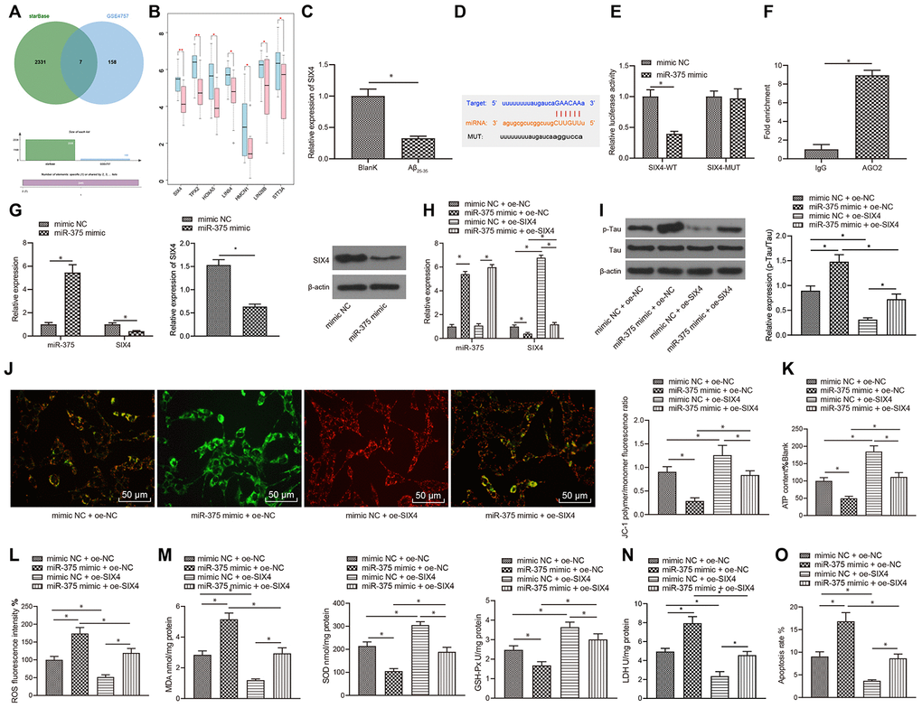 miR-375 promoted OSI and apoptosis by inhibiting the expression of SIX4. (A) Prediction of the target genes of miR-375, with the middle part representing the intersection of target prediction results and downregulated genes in GSE4757. (B) Differential expression of candidate target genes in GSE4757 (*pC) The expression of SIX4 detected by qRT-PCR in Aβ25-35-treated SH-SY5Y cells. (D) Bioinformatic analysis predicted the presence of a binding site between miR-375 and SIX4 mRNA. (E) Dual luciferase reporter assay showed that miR-375 directly bound SIX4 mRNA. (F) RIP assay proved that miR-375 directly bound to SIX4. (G) The mRNA and protein expression of SIX4 after overexpression of miR-375 detected by qRT-PCR and western blot. (H) The expression of miR-375 and SIX4 detected by qRT-PCR. (I) The expression of p-Tau and total Tau detected by western blot. (J) Detection of mitochondrial membrane potential by JC-1 staining. (K) Detection of ATP content. (L) Detection of ROS content. (M) Detection of MDA content, SOD activity and GSH-Px activity. (N) Detection of LDH activity. (O) Detection of apoptosis by flow cytometry. *P