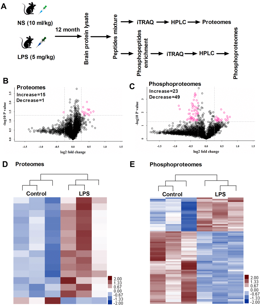 (A) Timeline of the proteins and phosphoproteins procedure. (B, C) Volcano plot indicating significantly altered proteins and phosphoproteins between control and LPS groups. (D, E) Heat map showing significantly altered proteins and phosphoproteins between control and LPS groups (n = 3). LPS, lipopolysaccharide; NS, normal saline; ITRAQ, isobaric tagging for relative and absolute quantitation; HPLC, High performance liquid chromatography.