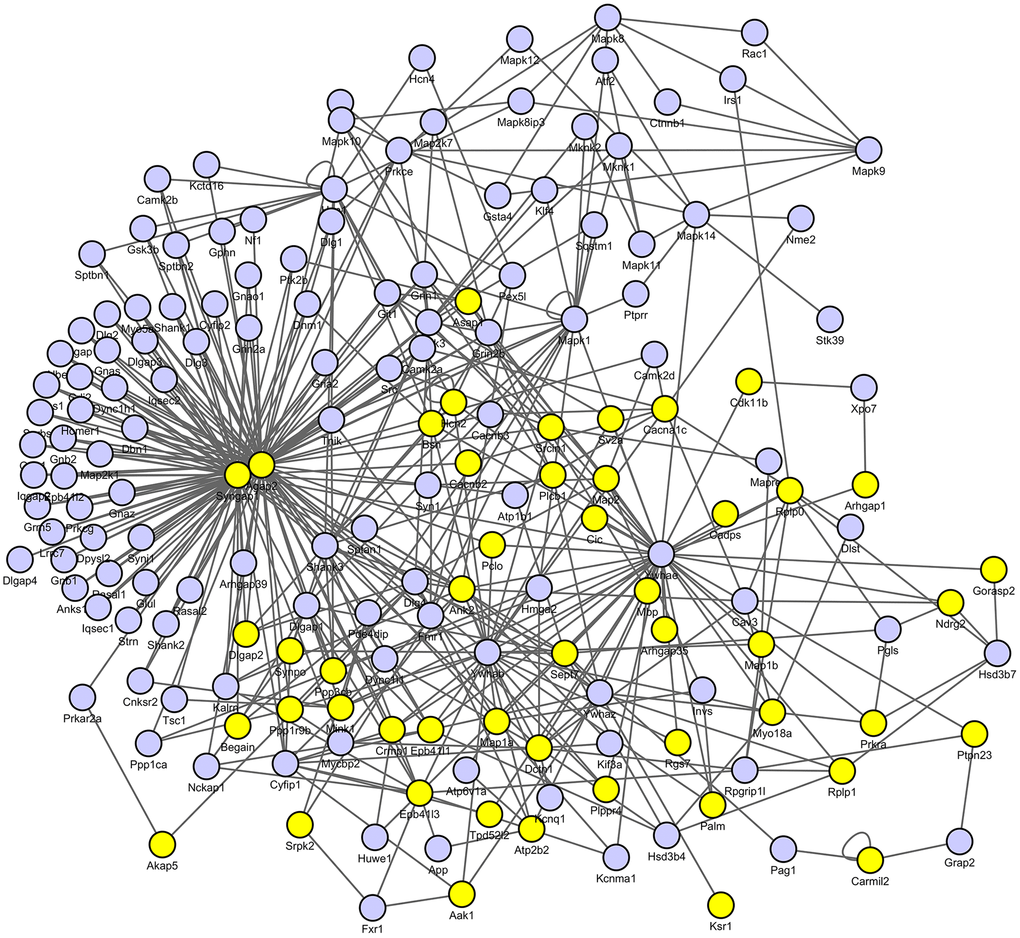 Protein–protein interaction (PPI) networks of differential proteins between control and LPS groups. The PPI analysis was based on fold change of protein–protein interaction, which showed SynGAP1 was identified as the hub of synaptic plasticity.