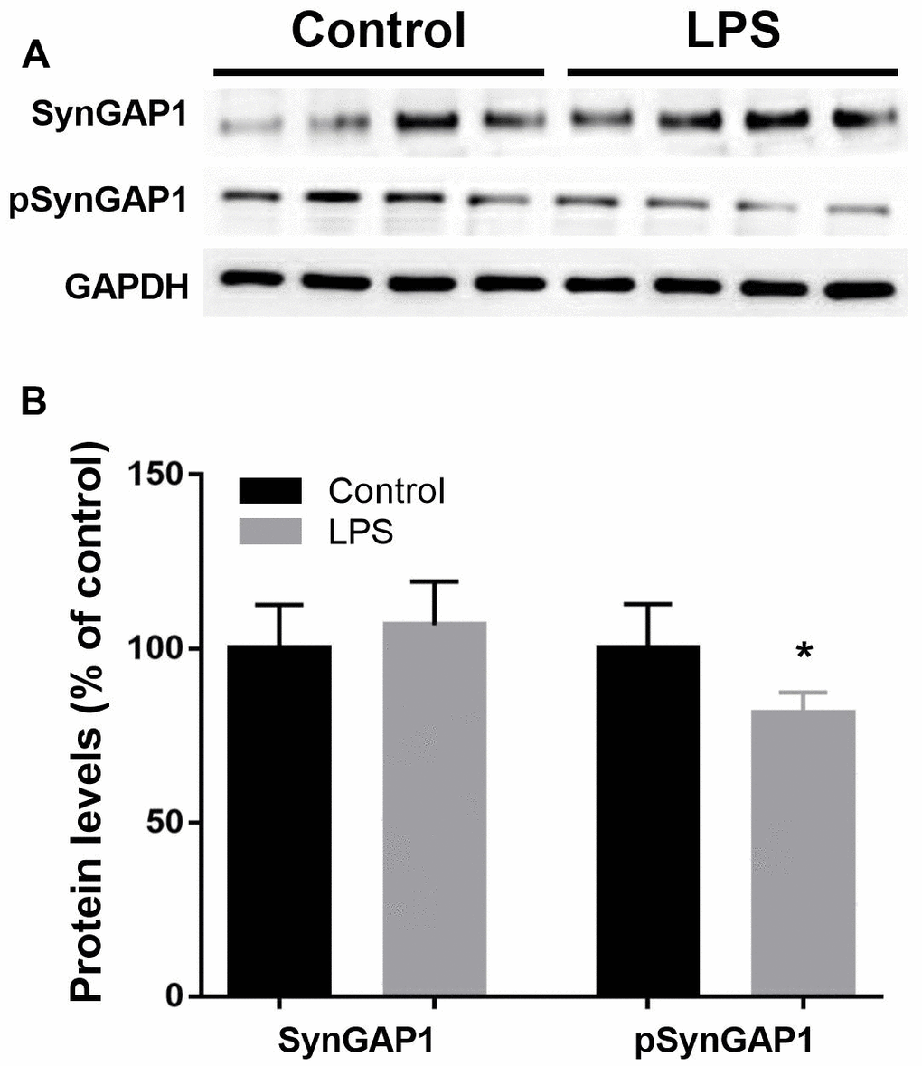 Validation of Syngap1 and pSyngap1 in hippocampus by western blotting analysis. (A) Representative Western blots bands of Syngap1 and pSyngap1 in the hippocampus; (B) Quantitative analysis of Syngap1 and pSyngap1 levels between groups. Data are presented as the mean ± SEM, n = 4, *P 