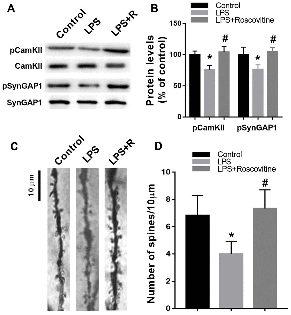 Decreased hippocampal pCamKII, pSynGAP levels, and dendritic spine density following LPS challenge were rescued by roscovitine. (A, B) LPS induced significantly decreased hippocampal pCamKII and pSynGAP levels, which were prevented by roscovitine treatment. (C, D) LPS induced significantly increased hippocampal dendritic spine loss, which was reversed by roscovitine treatment. Data are presented as the mean ± SEM, n = 4, *P P 