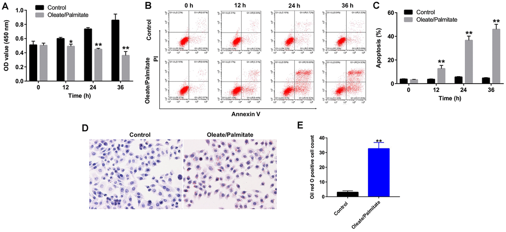 Oleate/palmitate induces an in vitro model NAFLD. HepG2 cells were incubated with oleate/palmitate (2:1 molar ratio) for 0, 12, 24 and 36 h. (A) CCK-8 assays were used to measure cell viability. (B, C) Apoptotic cells were detected with Annexin V and PI double staining. (D, E) Lipid deposition in HepG2 cells detected with Oil red O staining. Magnification: 200x. *P