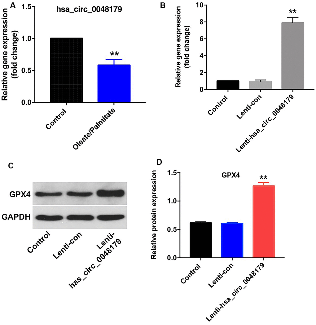 Overexpression of hsa