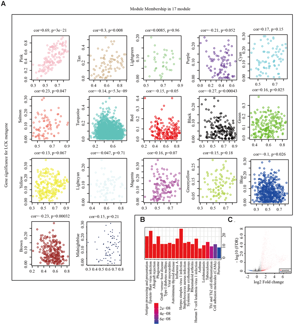 Screening of representative genes in LCK metagene-related gene. (A) Correlation between eigenvectors of 17 gene modules and LCK metagenes. (B) KEGG pathway enrichment analysis in pink module. (C) Volcano maps of DEGs. Red represents genes upregulated in patients with high LCK metagene scores, while blue represents genes downregulated in patients with low LCK metagene scores.