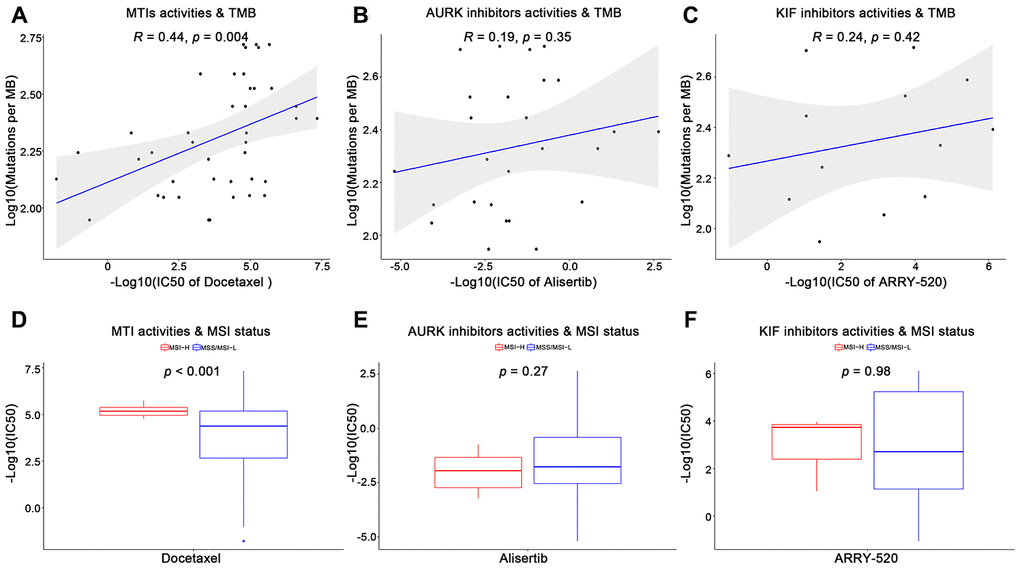 Validation of microtubule inhibitors (MTIs) in gastric cancer cell lines with high immune activity based on GDSC database. (A–C) Plot depicting the correlations of IC50 values of some tubulin related drugs ((A) MTIs, (B) AURK inhibitors, (C) KIF inhibitors) with TMB levels in GC cell lines based on GDSC database using Spearman’s correlation. (D–F) Histograms showing the different levels of IC50 values of some tubulin related drugs ((D) MTIs, (E) AURK inhibitors, (F) KIF inhibitors) between MSI-H and MSS/MSI-L GC cell lines based on GDSC database using Student’ s t test. P-value 