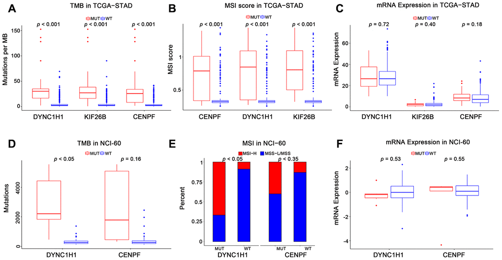 Association of mutant genes with high immune activity in TCGA-STAD and NCI-60 cell lines datasets. Levels of TMB, MSI score, and mRNA expression in TCGA-STAD (A–C) and NCI-60 cell lines (D–F), stratified by genes (DYNC1H1, CENPF, and KIF26B) mutation status. MUT: mutated, WT: wild type. KIF26B was not detected in NCI-60 cell lines dataset. All p-values were obtained by Student’s t-test, in addition to χ2 test for (E). P-value 