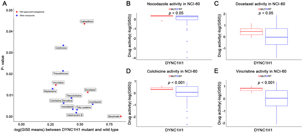 Association of mutant DYNC1H1 with enhanced microtubule inhibitors (MTIs) activities in NCI-60 cell lines dataset. (A) Volcano plot for the different activities of MTIs between DYNC1H1 mutated and wild type NCI-60 cell lines dataset. The x-axis represented the different levels of mean -logGI50, and the y-axis showed p-values obtained by Student’s t-test. (B–E) Histograms depicting different MTIs activities of nocodazole (B), docetaxel (C), colchicine (D), vincristine (E), stratified by DYNC1H1 mutation status in NCI-60 cell lines dataset (p-value P-value <0.05 was considered significant. DYNC1H1 was mutated in six NCI-60 cell lines: HCC