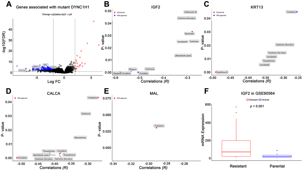 Effects of mutant DYNC1H1 on enhanced microtubule inhibitors (MTIs) activities. (A) Volcano plot for the DEGs between DYNC1H1 mutated and wild type gastric cancer patients in TCGA-STAD cohort. The x-axis represented log2 (fold change): mutant DYNC1H1 compared with wild type patients, and the y-axis represented significant difference as −log10(FDR). The criteria of FDR <0.05 and |log2FC| ≥ 2 were considered significant by the function TCGAbiolinks