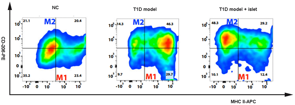 The content of MCHII+CD206-M1 and MCHII+CD206+M2 macrophages were detected by flow cytometry. The flow cytometry was applied to detect the macrophage subtypes including MCHII+CD206-M1 and MCHII+CD206+M2 macrophages in the different groups of NOD mice.