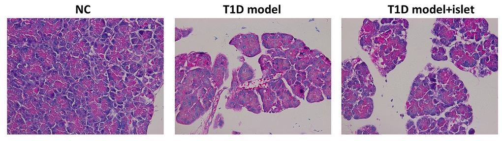 The pathological features of islet in each group were analyzed by HE staining. HE staining indicated the pathological features and the infiltration of immunocytes in each group.