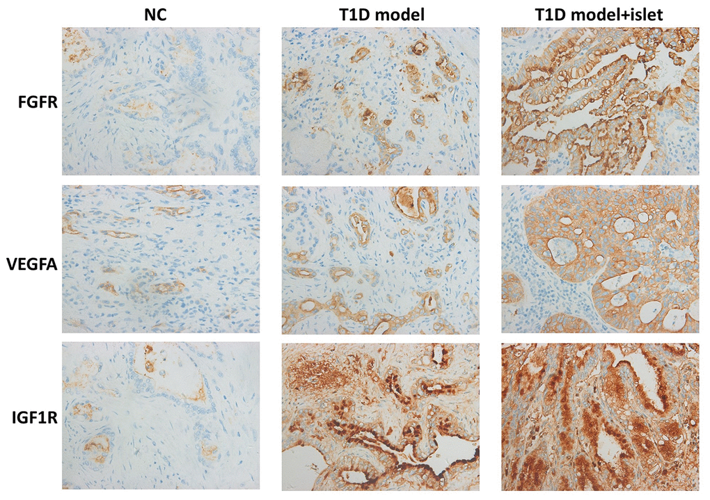 Immunohistochemical analysis of IGF1R, FGFR2 and VEGFA in islet grafts. IHC demonstrated the protein level of IGF1R, FGFR2 and VEGFA in the cryosection of islet grafts.