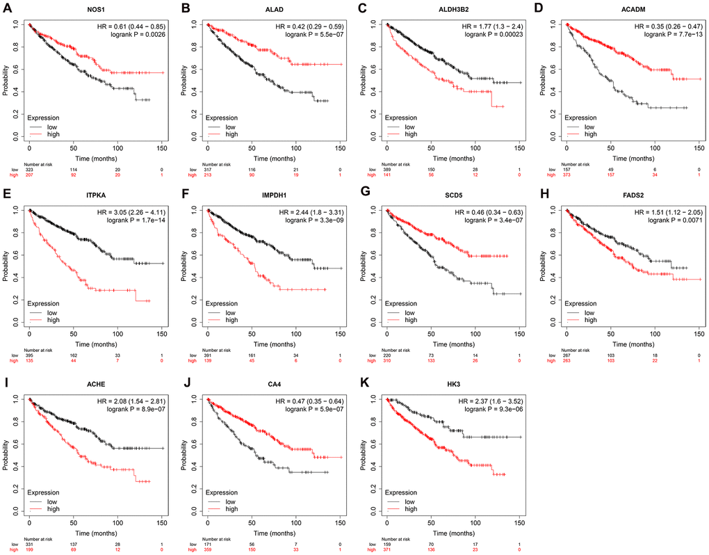 Prognostic value of the prognosis related metabolic genes in ccRCC by Kaplan-Meier plotter. Survival curve analysis of ccRCC patients based on the expression status of (A) NOS1; (B) ALAD; (C) ALDH3B2; (D) ACADM; (E) ITPKA; (F) IMPDH1; (G) SCD5; (H) FADS2; (I) ACHE; (J) CA4; (K) HK3 genes.