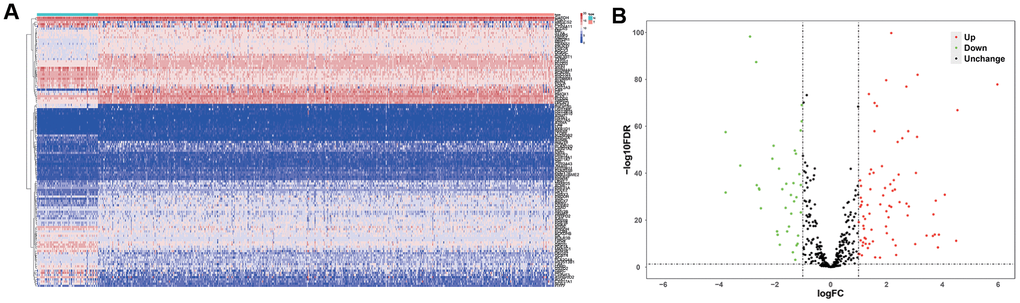 Differentially expressed metabolic genes in ccRCC samples. (A) The heat map shows the expression of 124 differentially expressed metabolic genes in ccRCC and normal renal tissue samples. (B) The volcano plot shows the upregulated or downregulated metabolic genes in the ccRCC samples relative to normal renal tissue samples.