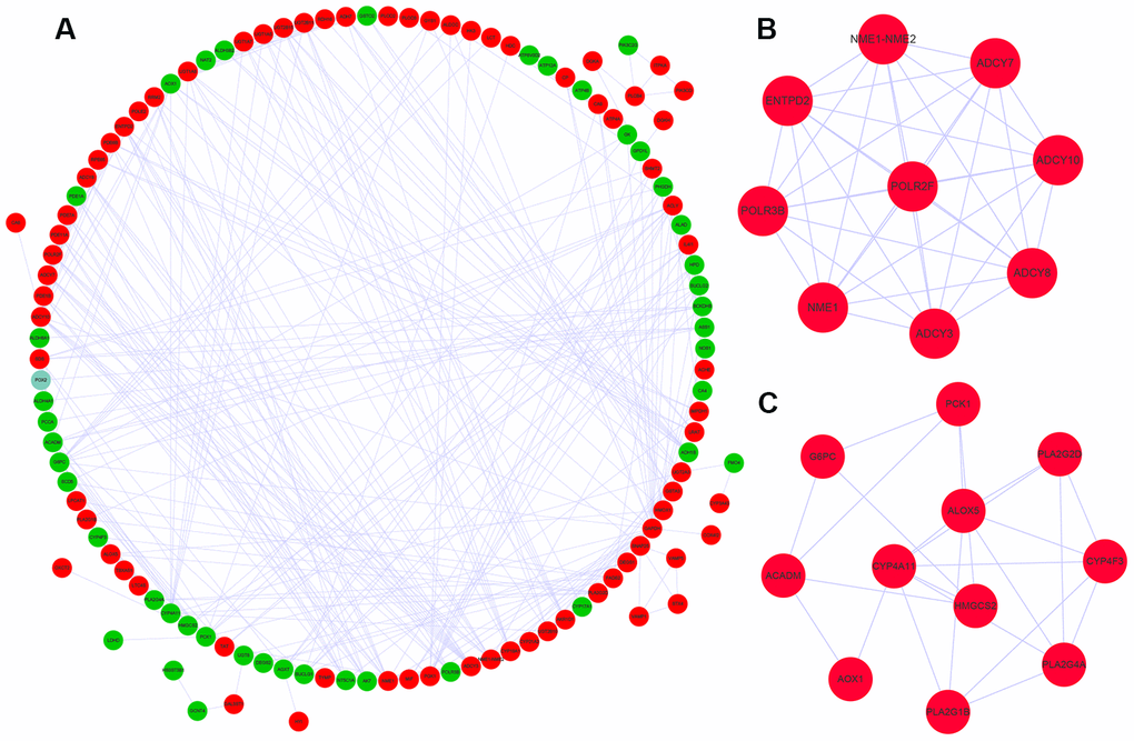 Protein-protein interaction network and key co-expression modules. (A) The protein-protein interaction (PPI) network shows the interactions between 124 differentially expressed metabolic genes. (B, C) The two key modules consisting of co-expressing differentially expressed metabolic genes, module 1 and module 2 are shown. The red and green circles denote upregulated and downregulated metabolic genes, respectively.