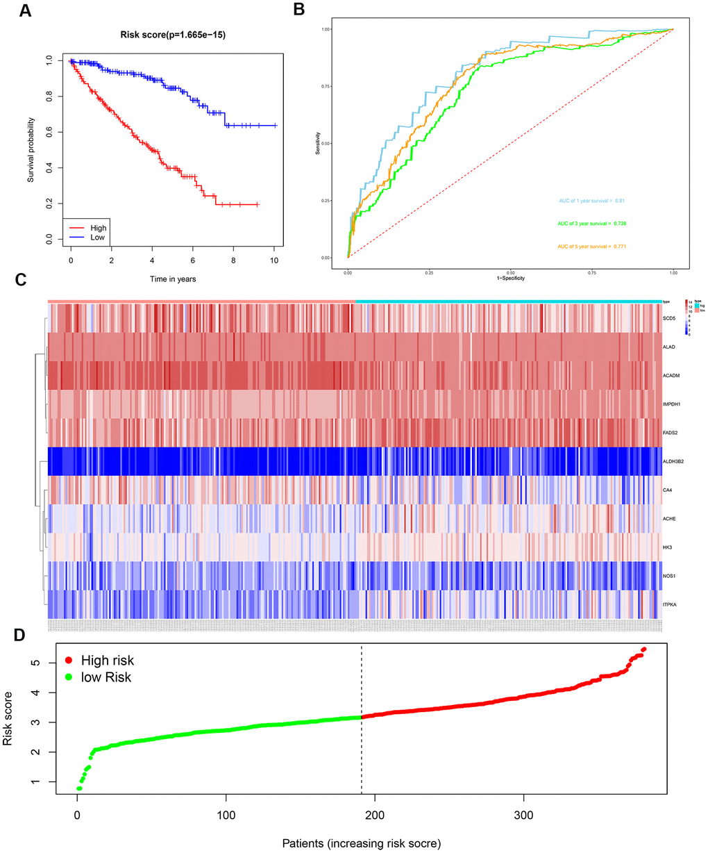 Risk score analysis of the 11 metabolic gene signature-based prognostic model in the training group ccRCC patients. (A) Kaplan-Meier survival curve analysis shows the overall survival of high- (n=190) and low-risk (n=191) training group ccRCC patients based on the median risk score calculated using the 11 metabolic genes-based prognostic model. (B) Time dependent ROC curve analysis shows the prognostic performance of the 11-metabolic gene signature-based prognostic model in predicting 1-year, 3-year, and 5-year survival times of the high- and low-risk training group ccRCC patients. (C) Heat map shows the expression of the 11 metabolic genes in high- and low-risk training group ccRCC patients. (D) Risk curve analysis of the 11 metabolic genes in high- and low-risk training group ccRCC patients.