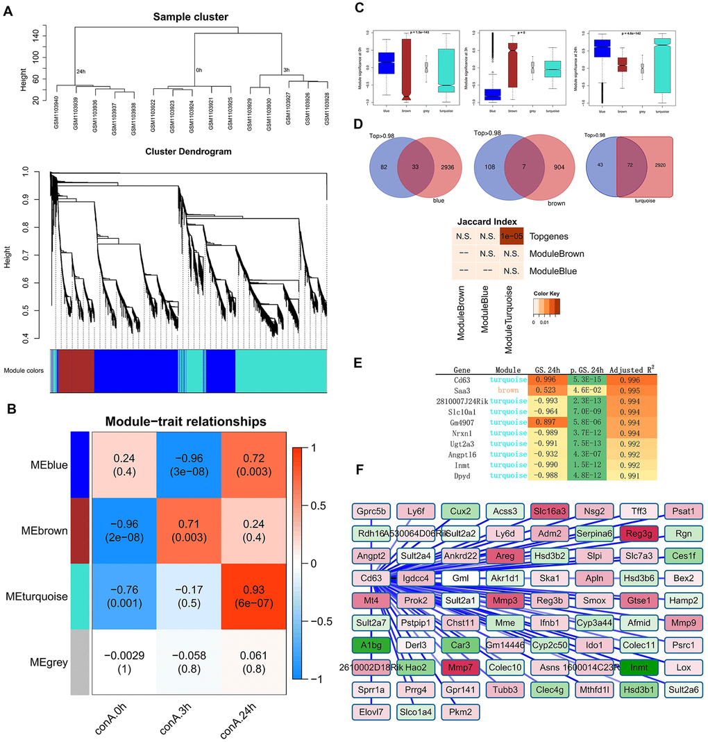 Identification of top gene modules and hub genes related to liver injury in ConA-treated mice by WGCNA. (A) The cluster dendrogram of 6936 genes in the ConA-treated murine liver samples is shown. The colored bars at the bottom show the color that are designated for specific gene clusters (3 modules). (B) Heatmap shows the correlation between module eigengenes (ME) and the trait (time of liver injury). Each row corresponds to a single module eigengene and the corresponding column represents a trait. Each cell contains the corresponding correlation and p value. (C) Module significance (MS) of each module based on the average absolute gene significance values of all genes in a module are shown for the 3 h and 24 h time points. (D) Venn diagram shows the overlap between the top genes identified by Trendy and the module genes detected by WGCNA. The lower panel shows the significant overlap between the top dynamic genes and the module genes in the turquoise module. (E) Top 10 hub genes in the turquoise module and their gene significance values. (F) Gene co-expression network shows the relationship between Cd63 and its co-expressed genes. The node colors are denoted from green to red (low to high) based on the fold change of gene expression between 3-24 h after ConA administration relative to their expression at 0h.