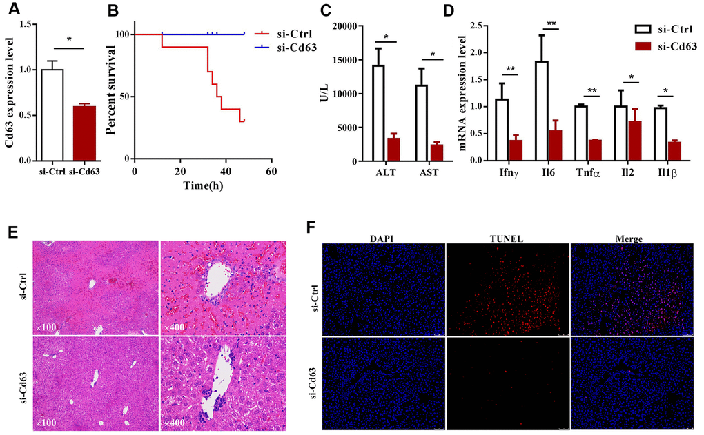 Cd63 silencing protects against in vivo ConA-induced liver injury. (A) qRT-PCR analysis shows Cd63 mRNA expression in the liver tissues of control (sh-Ctrl) and Cd63 knockdown (sh-Cd63) group mice. (B) Survival curves show overall survival rates of sh-Ctrl and sh-Cd63 group mice after 15mg/Kg ConA treatment. (C) Comparison of serum ALT and AST levels in the sh-Ctrl and sh-Cd63 group mice treated with ConA. (D) qRT-PCR analysis shows the relative mRNA levels of pro-inflammatory genes, IL-1β, IFN-γ, IL-2, IL-6, and TNF-α in the liver tissues of sh-Ctrl and sh-Cd63 group mice. All data are shown as means ± SEM (n = 5 per group). * p p p E) Representative images show H&E stained liver sections of sh-Ctrl and sh-Cd63 group mice. (F) Representative images show TUNEL stained liver sections of sh-Ctrl and sh-Cd63 mice.