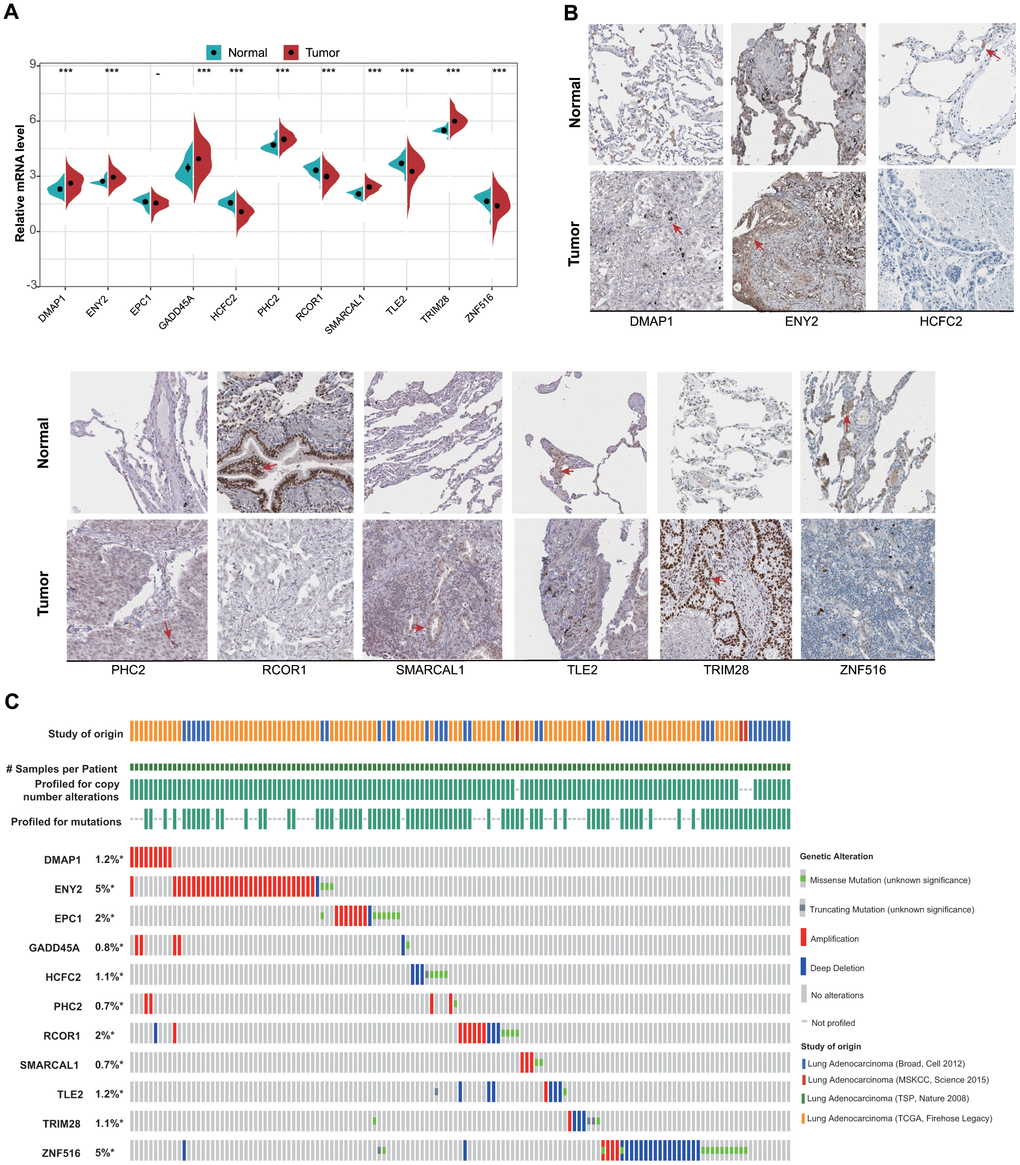 mRNA and protein levels of and genetic alterations in the 11 identified ERGs. (A) mRNA levels between tumor and normal tissues in the training set. (B) Protein levels between tumor and normal tissues obtained from the Human Protein Atlas database (HCFC2 and GADD45A are not available). (C) Genetic alterations in the 11 LUAD-related ERGs according to data obtained from the cBioPortal for Cancer Genomics.