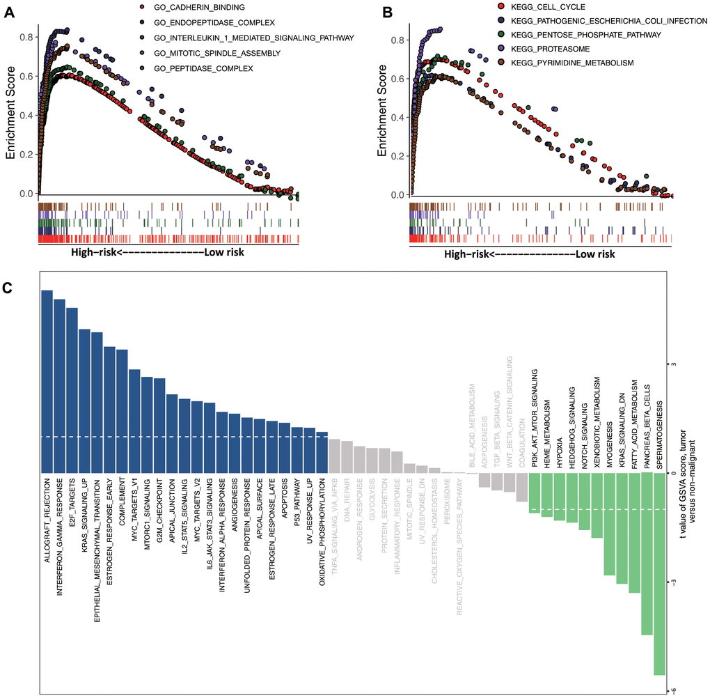 GSEA and GSVA. Top 5 representative (A) GO terms and (B) enriched KEGG pathways between high- and low-risk groups. (C) GSVA of the high- and low-risk clusters.