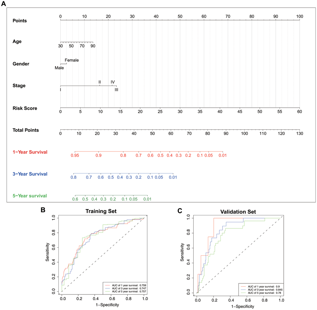 Nomogram construction and validation. (A) Nomogram generated based on the epigenetic signature and clinical traits. ROC curves for nomogram-based prognostic prediction using the (B) training and (C) test sets.