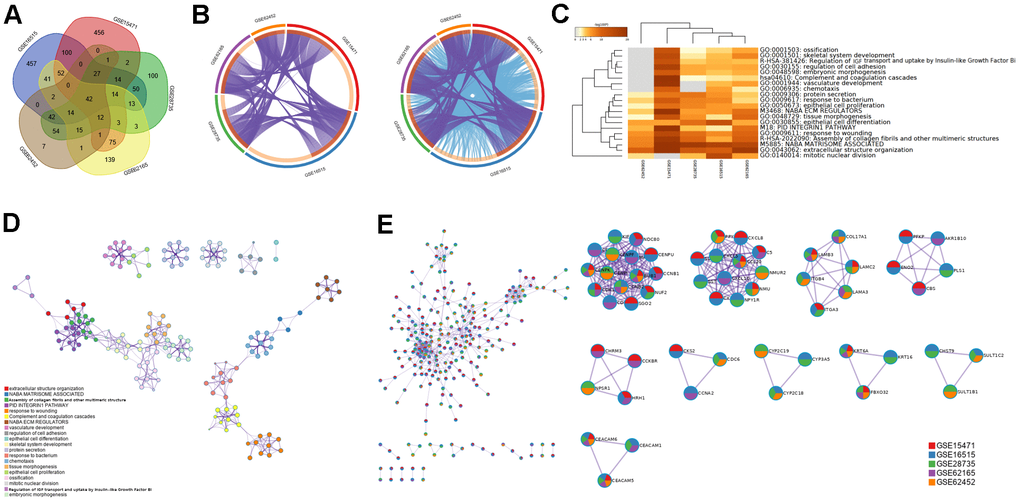 Overlapped DEGs and pathways between PDAC and ANT in five datasets. (A) Venn diagram of overlapped DEGs between PDAC and ANT in five datasets. (B) Overlapped genes and ontology terms in each dataset analyzed by Metascape. (C) Pathway enrichment analysis of DEGs in each dataset. (D) Pathway-pathway interaction network diagram. (E) Protein-protein interaction network among five datasets.