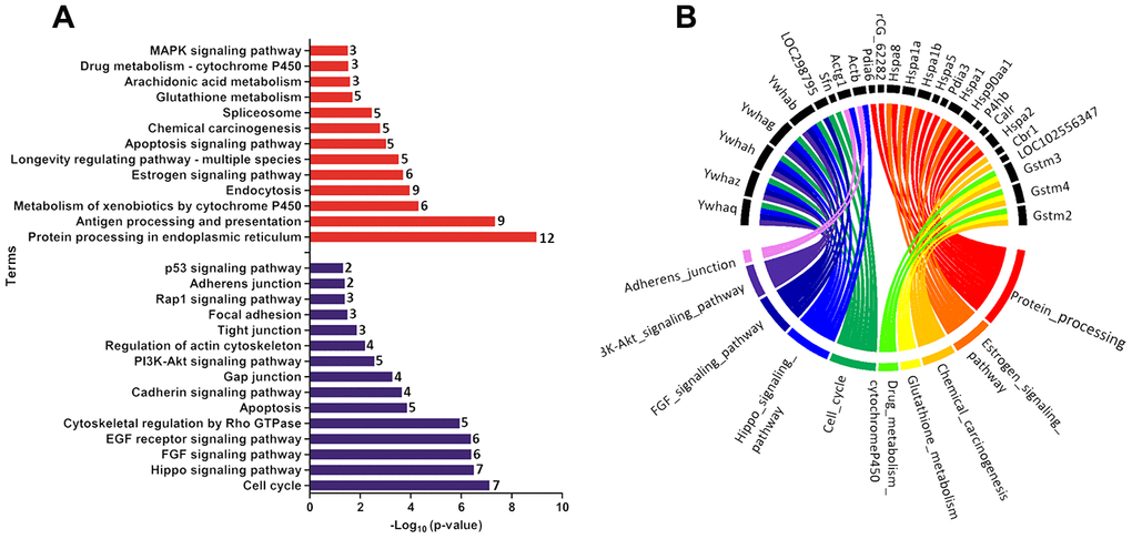 (A) Ontological enrichment of upregulated (red) and downregulated (blue) proteins on PND 21 by KOBAs 3.0. All data were expressed as -Log10 (p-value). (B) Circus plot graphic identifying the top 10 enriched terms and the DEP associated with each term. The numbers in front of the bars mean the number of proteins that enriched each term.