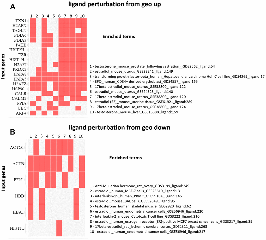 (A) Clustergram generated by Enrichr using upregulated proteins on PND 21. The red cells in the matrix indicate the genes associated with each term. It was demonstrated the top 10 enriched terms with p-value B) Clustergram generated by Enrichr using downregulated proteins on PND 21. The red cells in the matrix indicate the genes associated with each term. It was demonstrated the enriched terms with p-value 