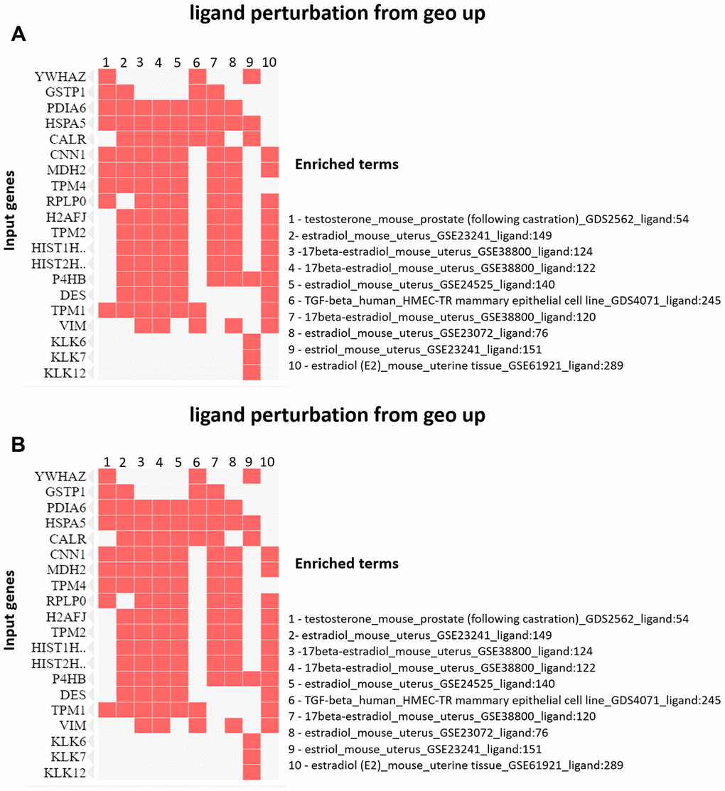 (A) Clustergram generated by Enrichr using upregulated proteins on PND 540. The red cells in the matrix indicate the genes associated with each term. It was demonstrated the enriched terms with p-value B) Clustergram generated by Enrichr using downregulated proteins on PND 540. The red cells in the matrix indicate the genes associated with each term. It was demonstrated the enriched terms with p-value 