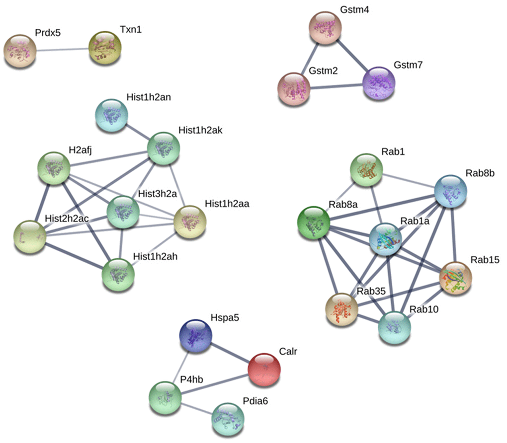 Protein-protein interaction network between commonly upregulated proteins on both PND 21 and 540. Interactions of the identified proteins were mapped by searching the STRING database version 9.0 with a confidence cut-off of 0.7. In the resulting protein association network, proteins are presented as nodes that are connected by lines whose thickness represents the confidence level (0.7-0.9).