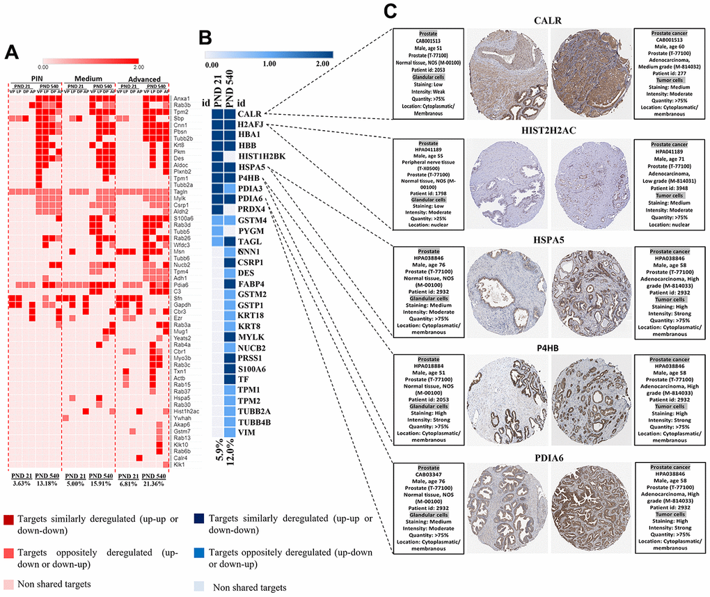 (A) Heatmap showing the commonly differentially targets from our set of DEP and RNA-seq data from ventral, dorsal, lateral, and anterior prostate lobes in the mice model of PCa (PB-Cre/PtenloxP/loxP). The percentage of commonly deregulated targets increases as the prostatic disorders worsen (PIN to Medium to Advanced PCa). (B) The commonly deregulated targets between our DEP and those extracted from RNA-seq data by GEPIA. The percentage of commonly deregulated targets increases in the prostate of older offspring. (C) Immunostaining of normal and prostate tumor samples for five commonly upregulated targets in our samples and GEPIA database (http://gepia.cancerpku.cn/) using immunohistochemical data available at the Human Protein Atlas database (https://proteinatlas.org/). PND: Postnatal day; VP: Ventral prostate; LP: Lateral prostate; DP: Dorsal prostate; AP: Anterior prostate PIN: Prostate intraepithelial neoplasia; PCa: Prostate cancer.